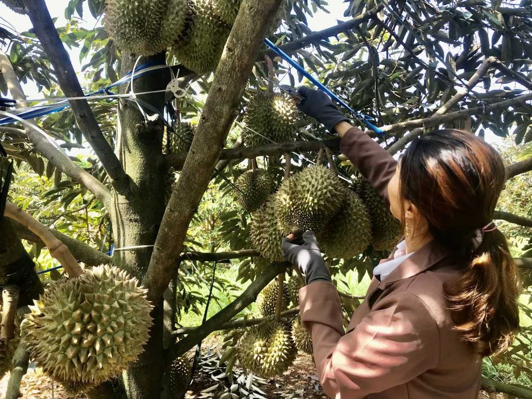 Tính đến giữa tháng 2/2025, xuất khẩu sầu riêng sang thị trường Trung Quốc giảm mạnh so với cùng kỳ năm trước