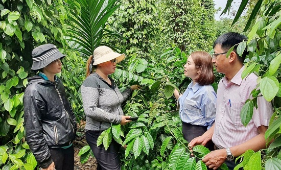 Dòng chảy tín dụng chính sách giữa đại ngàn Tây Nguyên