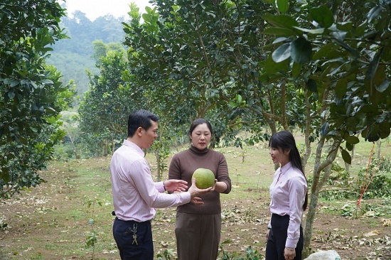 Đưa đồng vốn ngân hàng phát triển vùng phên dậu của Tổ quốc