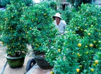 Hoa Tết miền Trung được mùa, được giá