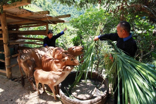Cho vay ưu đãi hộ dân tộc thiểu số: Tạo hiệu ứng đột phá cho vùng “lõi nghèo”