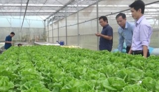 Hơn 17.000 khách hàng vay vốn sản xuất nông nghiệp sạch