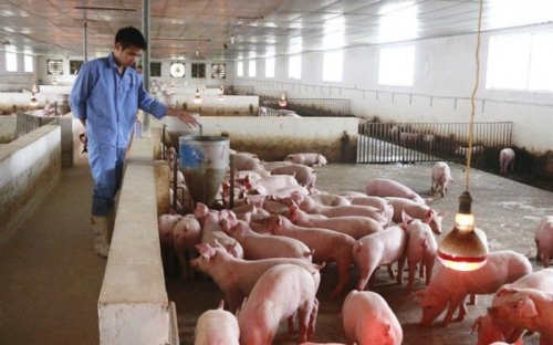 Hưng Yên đã khống chế được dịch tả lợn châu Phi