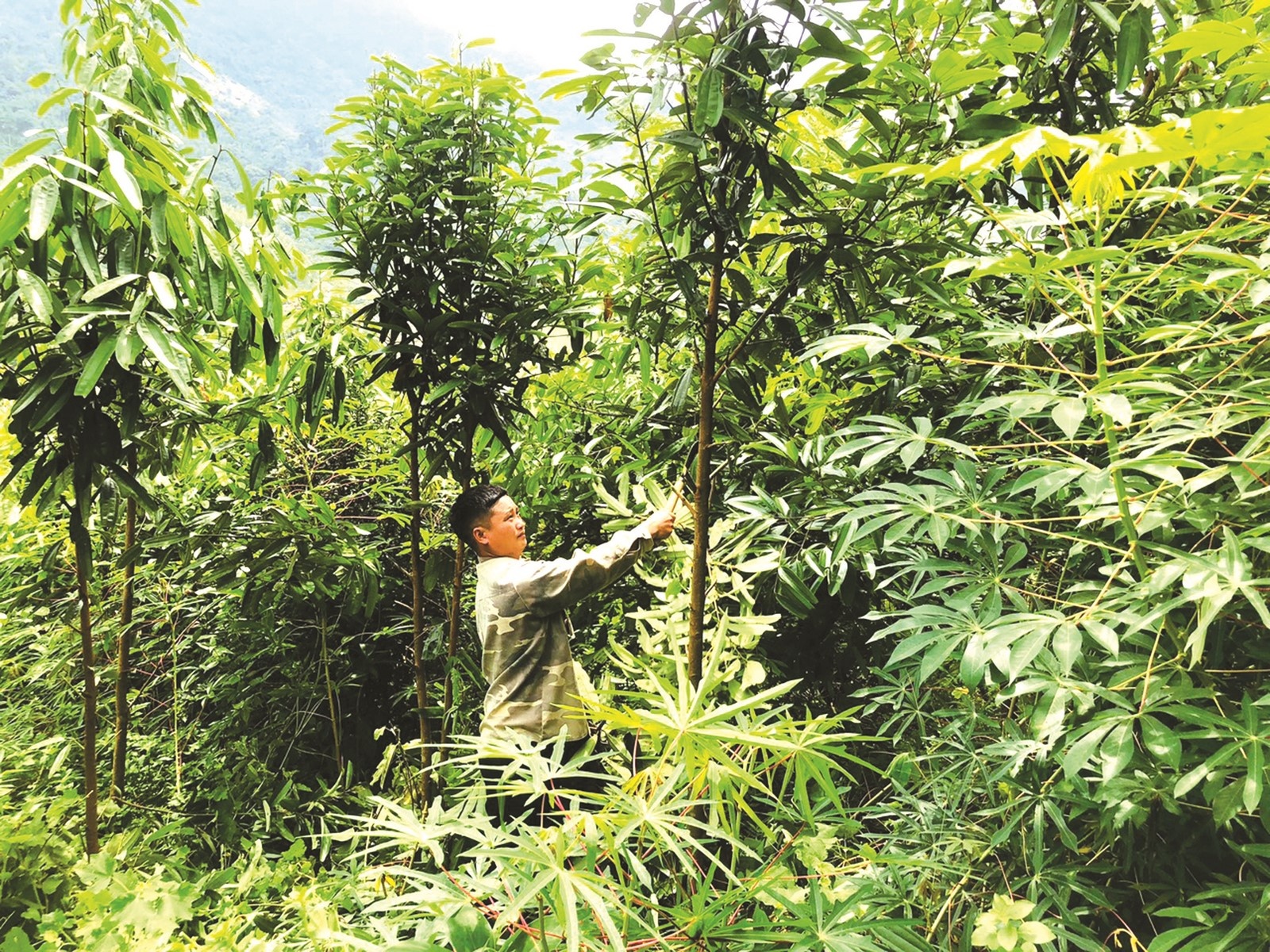 phu yen thoat tai ngheo nho von vay uu dai