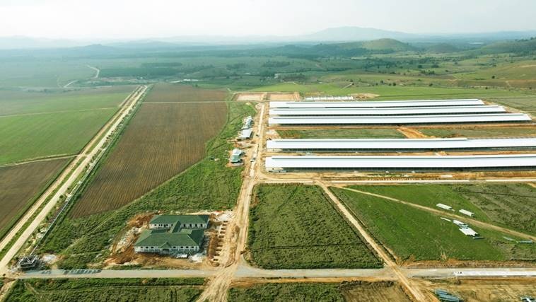 dan bo 8000 con dau tien tai to hop trang trai cua vinamilk tai lao se cho sua vao dau nam 2022