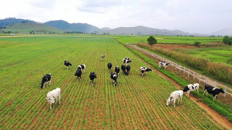 dan bo 8000 con dau tien tai to hop trang trai cua vinamilk tai lao se cho sua vao dau nam 2022