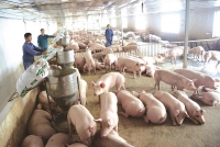 Hộ chăn nuôi nhỏ lao đao vì giá thịt lợn giảm sâu