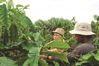 Chủ động phát triển nông nghiệp theo chuỗi
