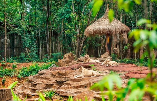 Vinpearl Safari đăng cai tổ chức hội nghị bảo tồn  và phúc trạng động vật lớn nhất Đông Nam Á