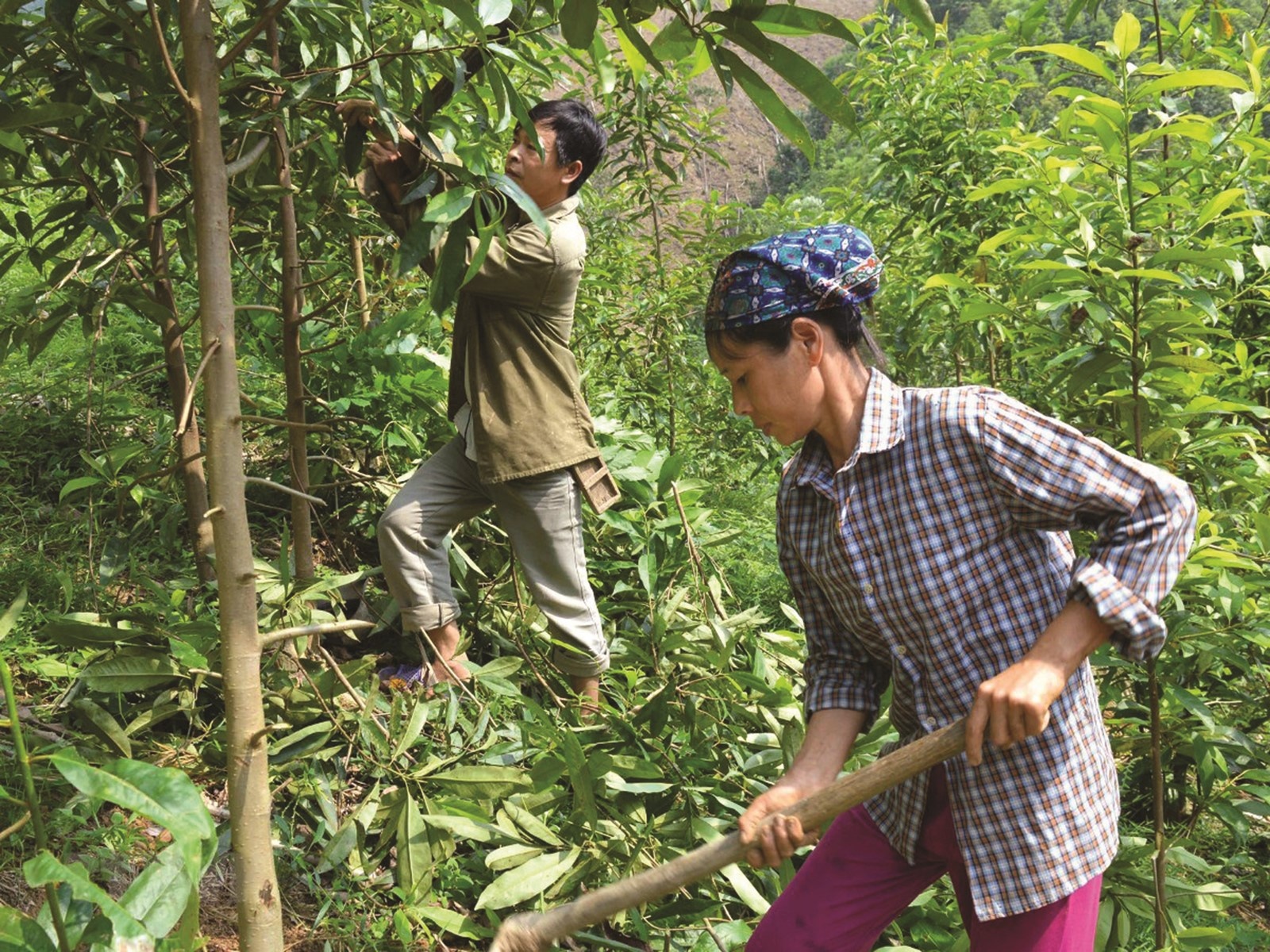 chu trong phat trien dich vu moi truong rung