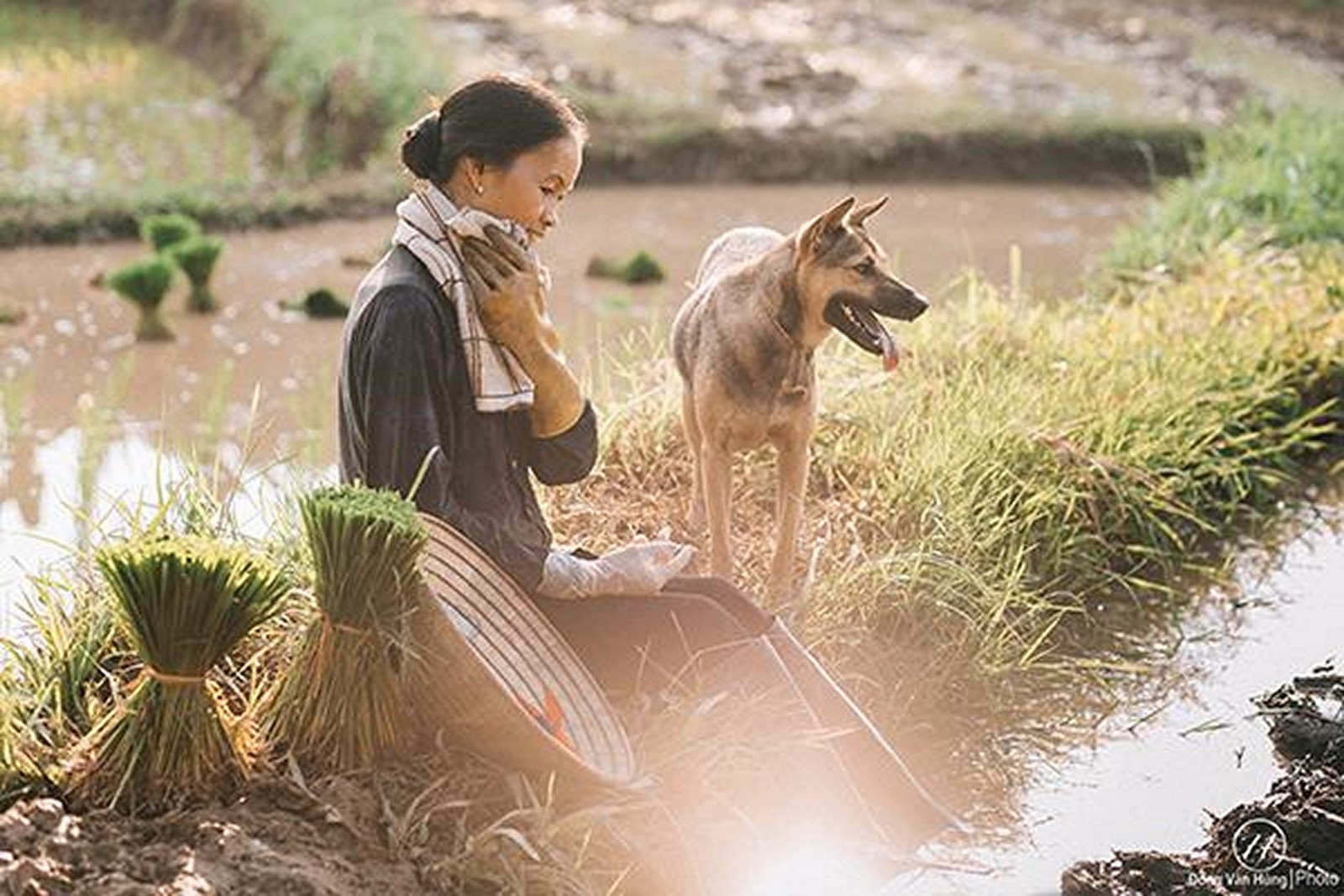 Mẹ - đời cỏ đồng