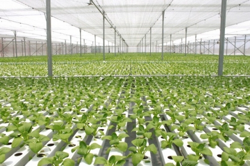 Đề xuất tiêu chí xác định dự án nông nghiệp ứng dụng công nghệ cao
