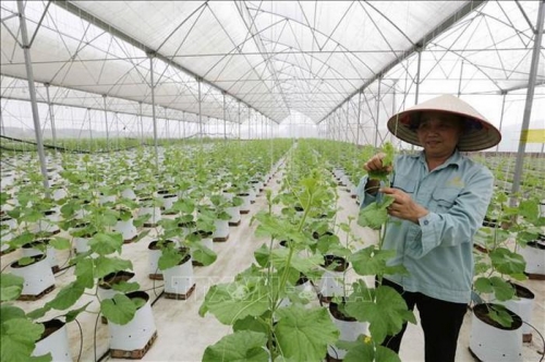 Đề xuất lập Quỹ Hỗ trợ phát triển hợp tác xã: Cho vay không quá 7 năm