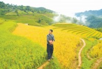 Sương khói “Mâm xôi vàng”