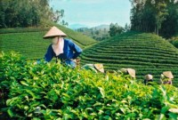Chủ động tham gia thị trường