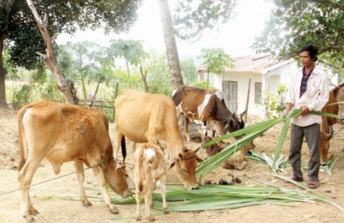 Chăn nuôi bò, bấp bênh đầu ra