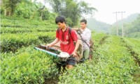 Chè Việt loay hoay với thương hiệu