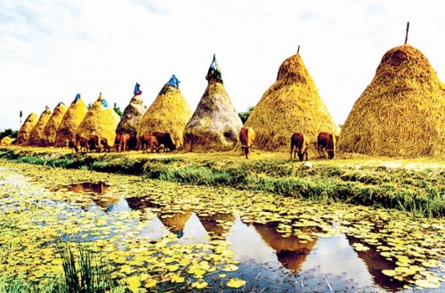 Gương mặt của làng