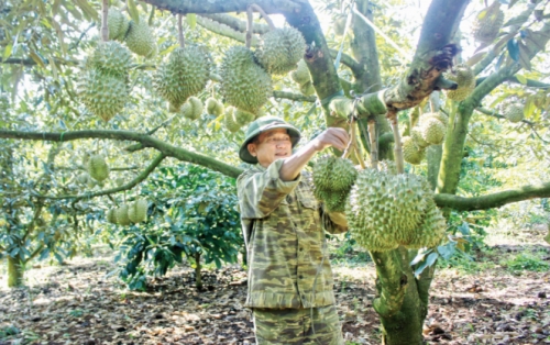 Nông dân lo trộm, bảo kê nông sản lộng hành