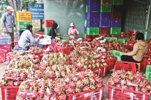 Thanh long được giá, người trồng phấn khởi