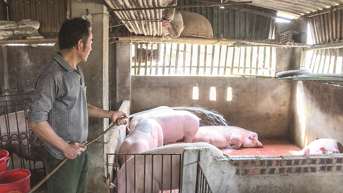 Nguy cơ dịch bệnh trên gia súc, gia cầm vẫn cao