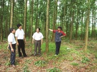 Hiệu quả từ vốn trồng rừng WB3