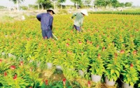 Nông dân rộn ràng chăm sóc hoa Tết