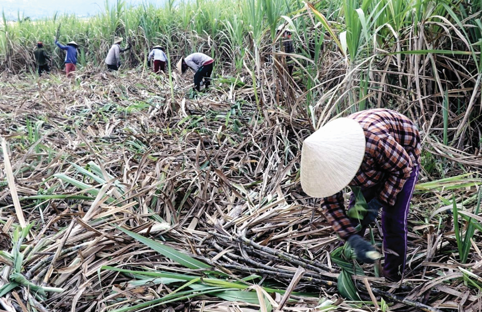 Ngành mía đường: Tính kỹ bước đi trước ngày mở cửa thị trường