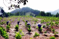 Để phát triển bền vững, ngành gỗ cần sự liên kết